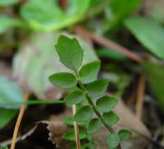 Attēlu rezultāti vaicājumam “Cardamine pratensis”