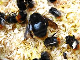 Attēlu rezultāti vaicājumam “Bombus lapidarius”