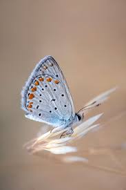 Attēlu rezultāti vaicājumam “Polyommatus icarus male”