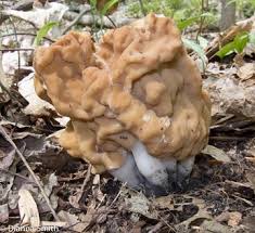 Attēlu rezultāti vaicājumam “Fuligo gyrosa macro”