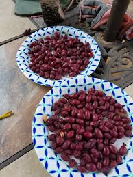 Attēlu rezultāti vaicājumam “Corynephorus canescens fruit”