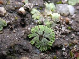 Attēlu rezultāti vaicājumam “Riccia rhenana”