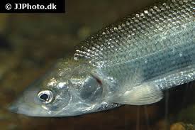 Image result for Coregonus oxyrinchus