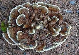 Attēlu rezultāti vaicājumam “Polypores”