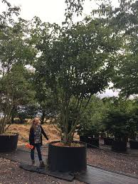 Attēlu rezultāti vaicājumam “Acer rufinerve”