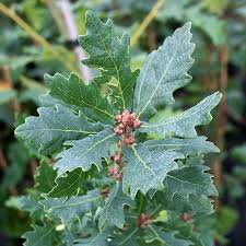 Attēlu rezultāti vaicājumam “Quercus robur Fastigiata leaf”