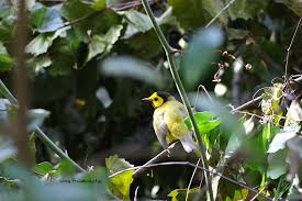 Image result for Wilsonia citrina