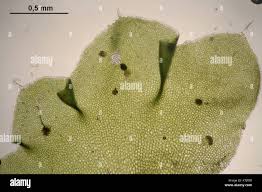 Attēlu rezultāti vaicājumam “Barbilophozia lycopodioides”