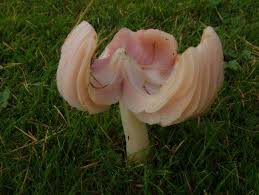 Attēlu rezultāti vaicājumam “Badhamia lilacina young”