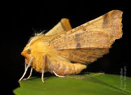 Attēlu rezultāti vaicājumam “Ennomos autumnaria male”