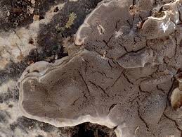 Attēlu rezultāti vaicājumam “Cerrena unicolor”