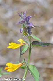 Attēlu rezultāti vaicājumam “Melampyrum nemorosum flower”