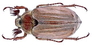 Attēlu rezultāti vaicājumam “Melolontha hippocastani imago”