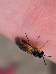 Attēlu rezultāti vaicājumam “Grypocoris sexguttatus imago”