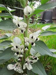 Attēlu rezultāti vaicājumam “Vicia faba flower”