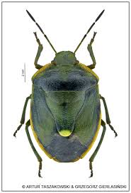 Attēlu rezultāti vaicājumam “Chlorochroa juniperina”