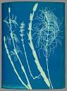 Anna Atkins - Wikipedia, the free encyclopedia