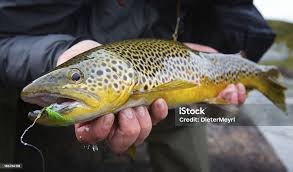 Image result for Salmo trutta