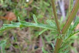 Attēlu rezultāti vaicājumam “Leucanthemum vulgare leaf”