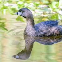 Image result for Podilymbus podiceps