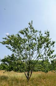 Attēlu rezultāti vaicājumam “Betula alleghaniensis”
