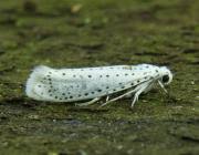 Attēlu rezultāti vaicājumam “Yponomeuta evonymella”