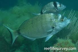 Image result for Diplodus capensis
