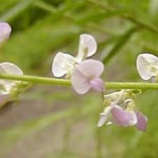 Attēlu rezultāti vaicājumam “Diderma cingulatum sessile”