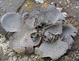 Attēlu rezultāti vaicājumam “Dermatocarpon miniatum”