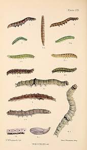 Attēlu rezultāti vaicājumam “Lygephila viciae”