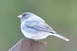 Image result for Junco hyemalis