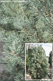 Attēlu rezultāti vaicājumam “Pinus sylvestris var. turfosa”