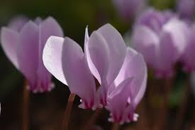 Attēlu rezultāti vaicājumam “Cyclamen hederifolium”