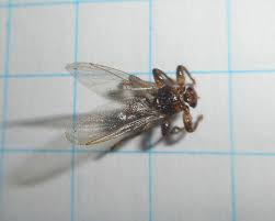 Attēlu rezultāti vaicājumam “Lipoptena cervi”