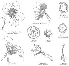 Attēlu rezultāti vaicājumam “Tropaeolaceae”