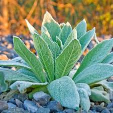 Attēlu rezultāti vaicājumam “Verbascum nigrum leaf”