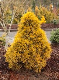 Attēlu rezultāti vaicājumam “Pinus sylvestris”