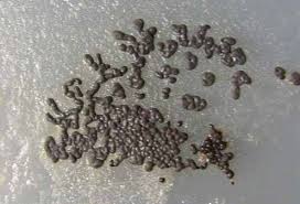 Attēlu rezultāti vaicājumam “Barbeyella minutissima stalked”