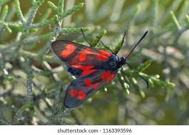 Attēlu rezultāti vaicājumam “Zygaena filipendulae exuvia”