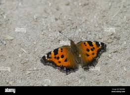 Attēlu rezultāti vaicājumam “Nymphalis xanthomelas”