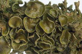 Attēlu rezultāti vaicājumam “Melanohalea exasperata”