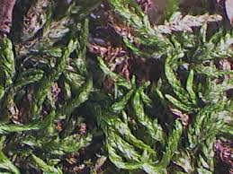 Attēlu rezultāti vaicājumam “Isothecium myosuroides”