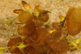 Attēlu rezultāti vaicājumam “Nostoc pruniforme”