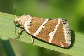 Attēlu rezultāti vaicājumam “Deltote bankiana”