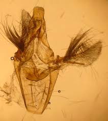 Attēlu rezultāti vaicājumam “Sciota fumella”