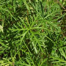 Attēlu rezultāti vaicājumam “Malva moschata leaf”