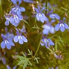 Attēlu rezultāti vaicājumam “Lobeliaceae”