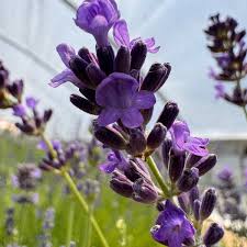 Attēlu rezultāti vaicājumam “Lavandula angustifolia leaf”