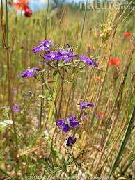 Image result for Legousia speculum-veneris