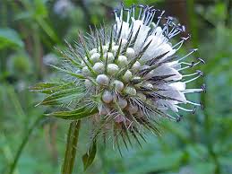 Image result for Dipsacus pilosus